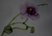 55plus-Seminar - Blüte